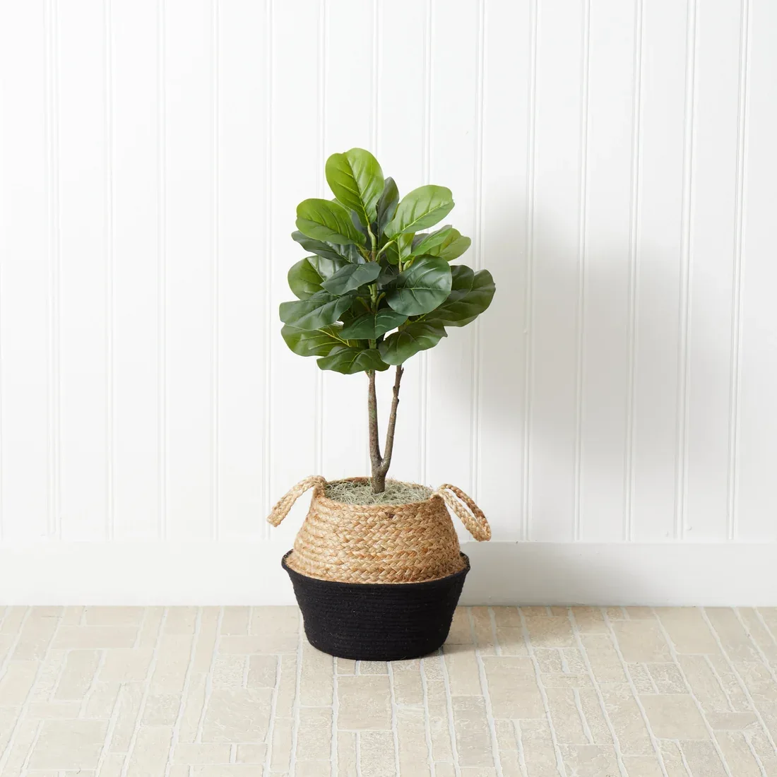 Fiddle Leaf Fig Plant