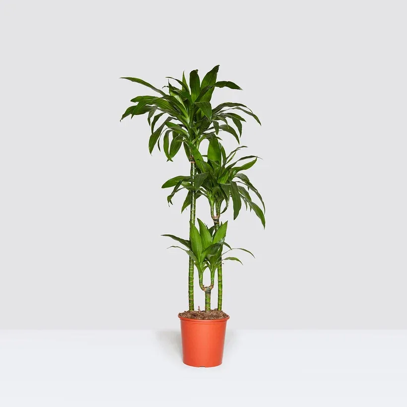 Dracaena Fragrans Potted Plant