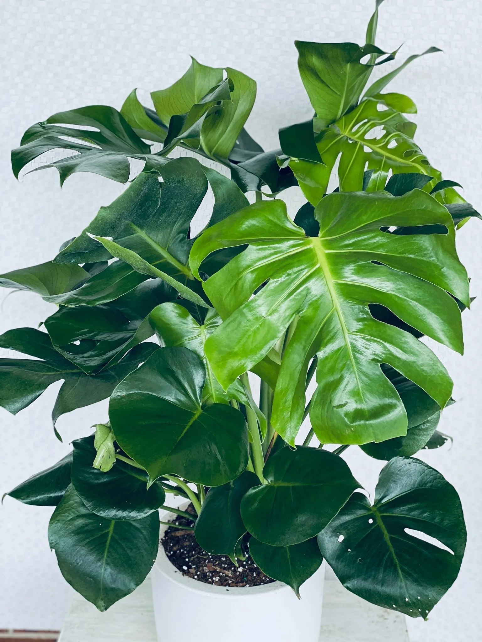 Monstera Deliciosa Potted Plant