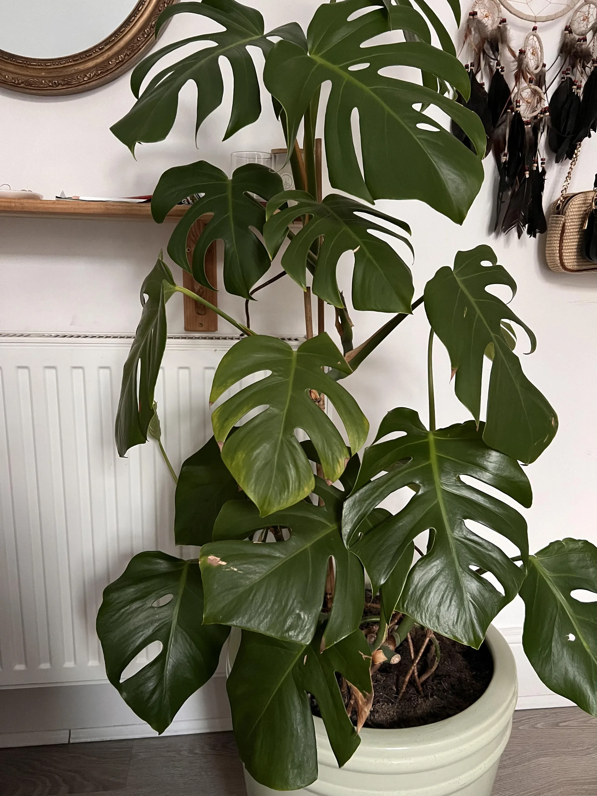Potted Plant