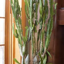 Candelabra Potted Cactus