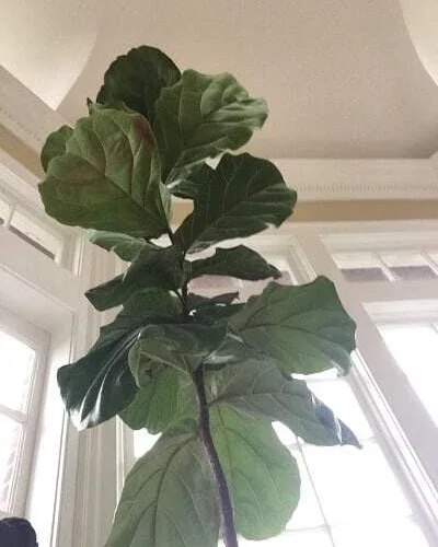 Fiddle Leaf Fig Plant