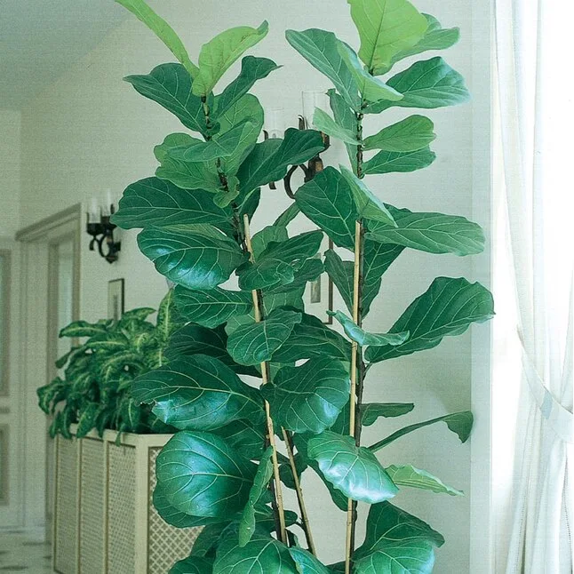 Fiddle Leaf Fig Plant