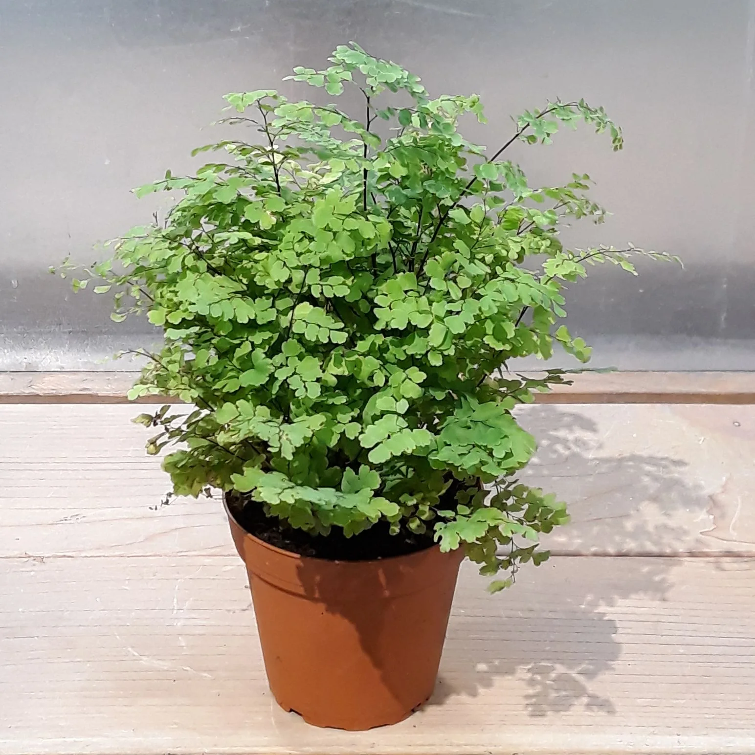 Potted Plant