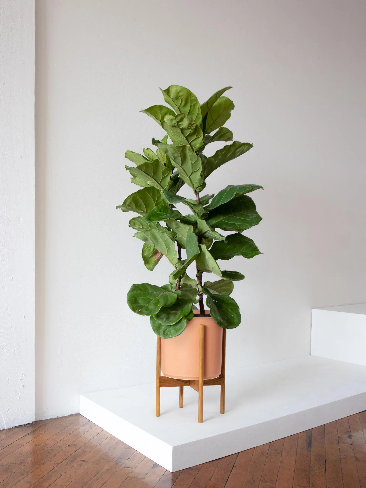 Potted Fiddle Leaf Fig