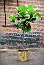 Fiddle Leaf Fig Plant