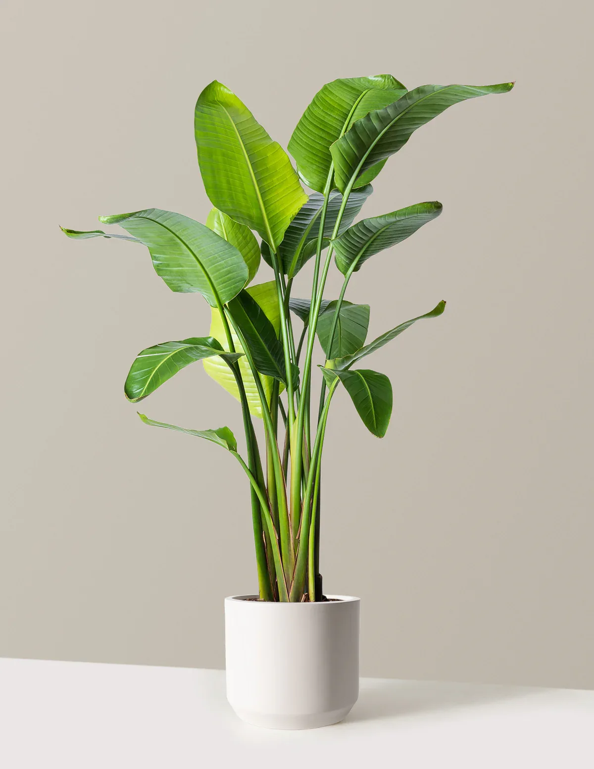 Bird of Paradise Potted Plant