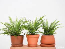 Potted Plant