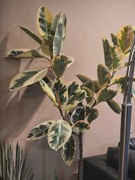 Potted Plant