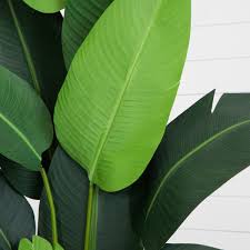 Green Potted Banana Plant