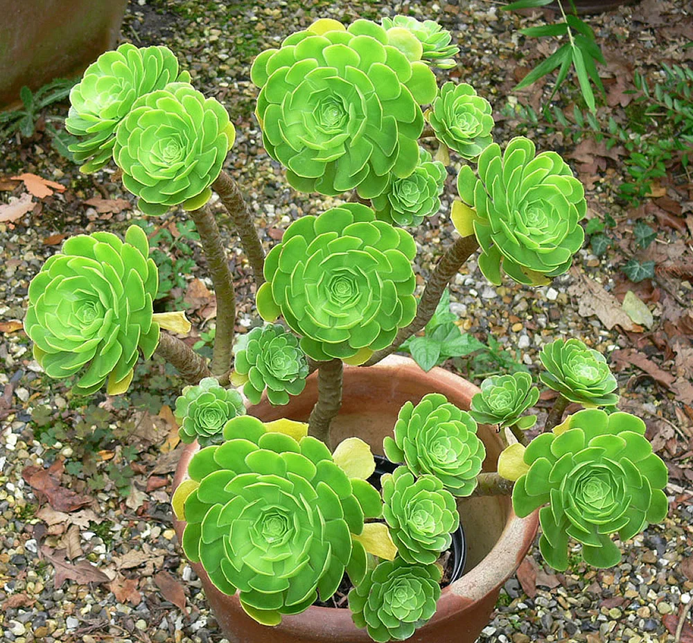 Aeonium arboreum Green Potted Succulent