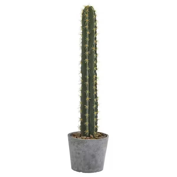 Potted Cactus