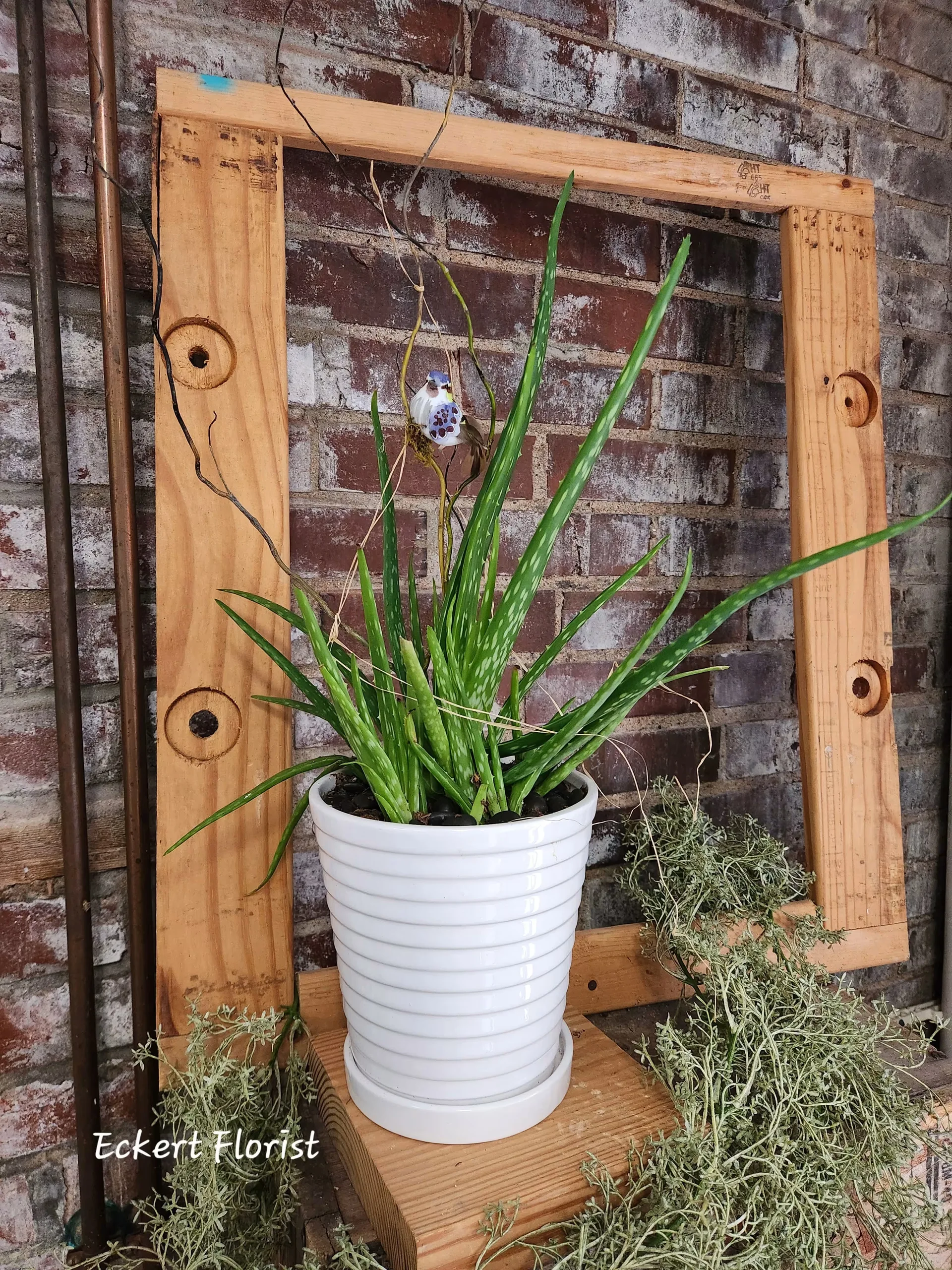 Potted Aloe Vera
