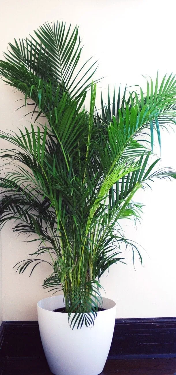 Areca Palm Potted Palm Plant