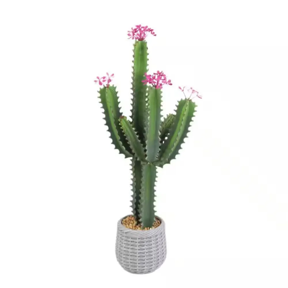 Potted Cactus