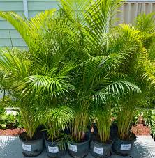 Areca Potted Palm Plant