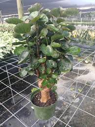 Aralia Fabian Potted Plant