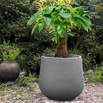 Round Concrete Planter With Plant