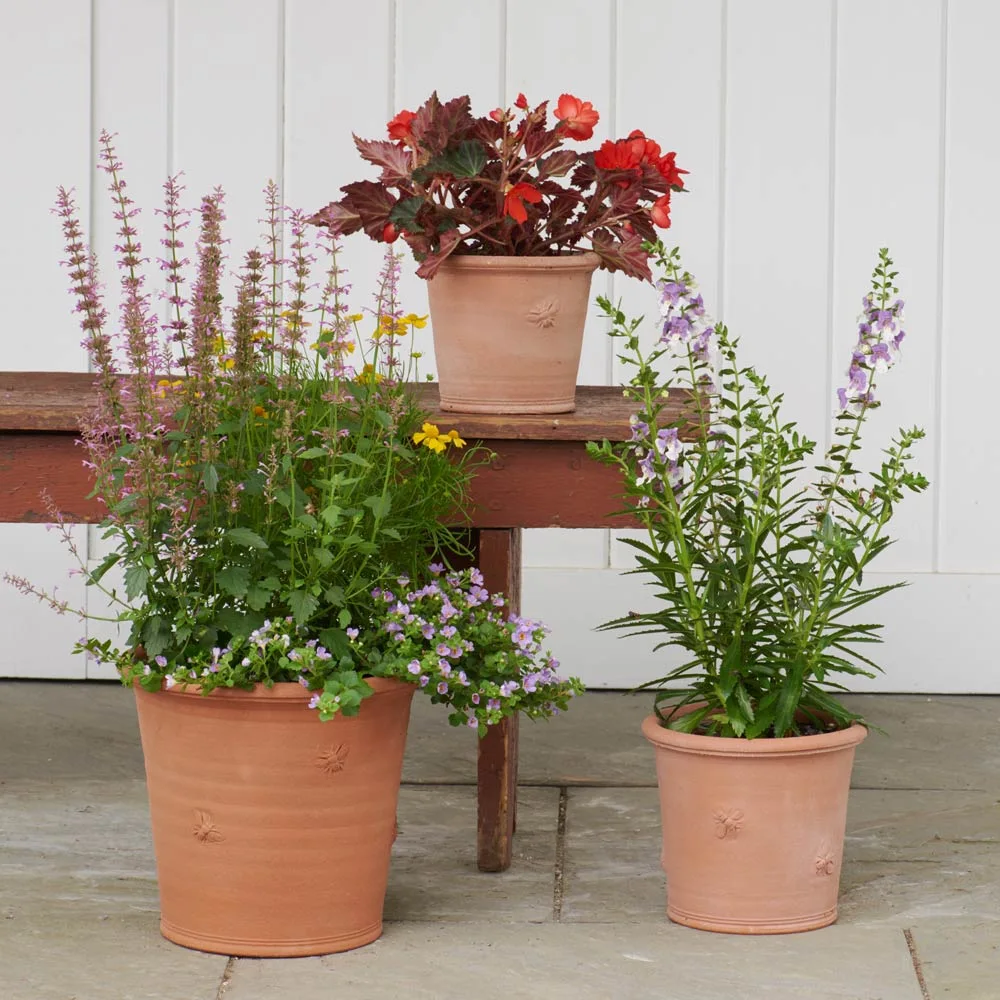 Armscote Bee Potted Plant