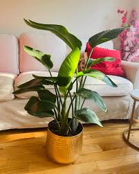Bird of Paradise Potted Plant