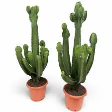 Euphorbia ingens Green Potted Cactus