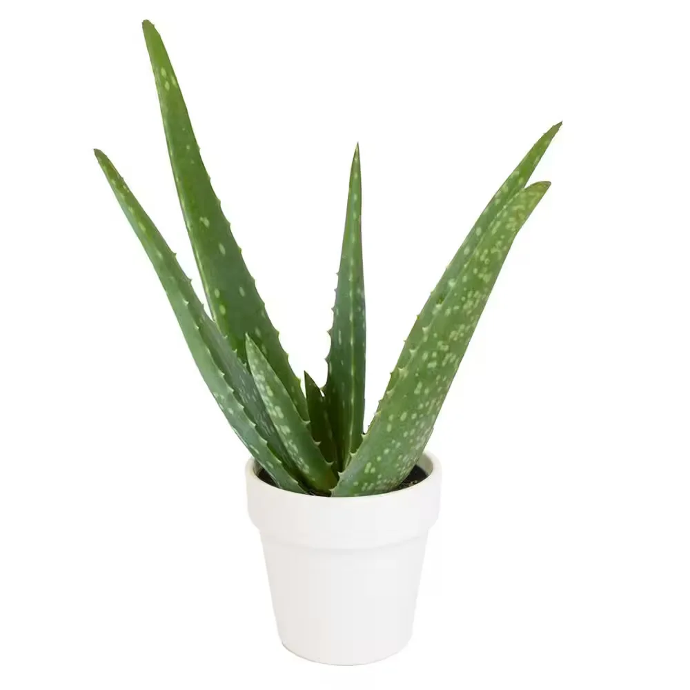 Altman Plants Potted Aloe Vera