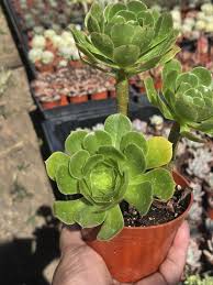 Green Aeonium Arboreum Potted Succulent