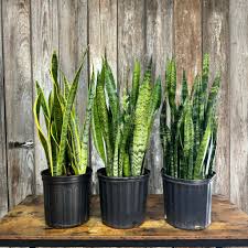 Assorted Sansevieria Potted Snake Plant