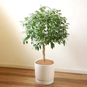 Modern Potted Plant