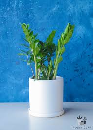 ZZ Plant in White Ceramic | Plant Arrangements