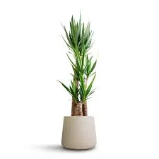 Patt Modern Concrete Potted Plant