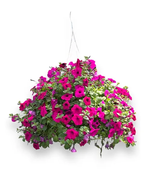 Hanging Basket in Erie PA