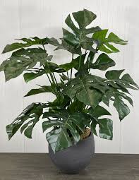 Split Philodendron Potted Plant