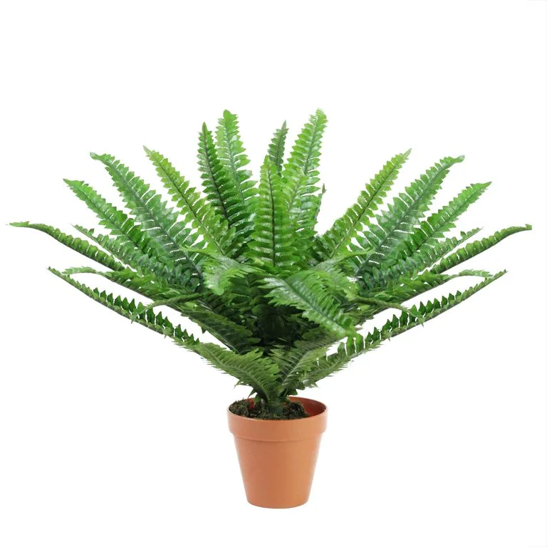 Northlight Potted Boston Fern Plant