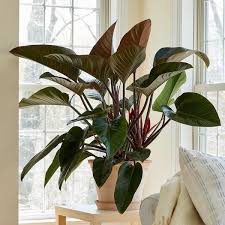 Congo Rojo Philodendron Potted Plant