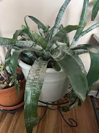 Striped Potted Plant