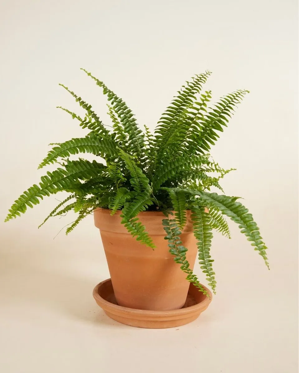Boston Fern Potted Plant