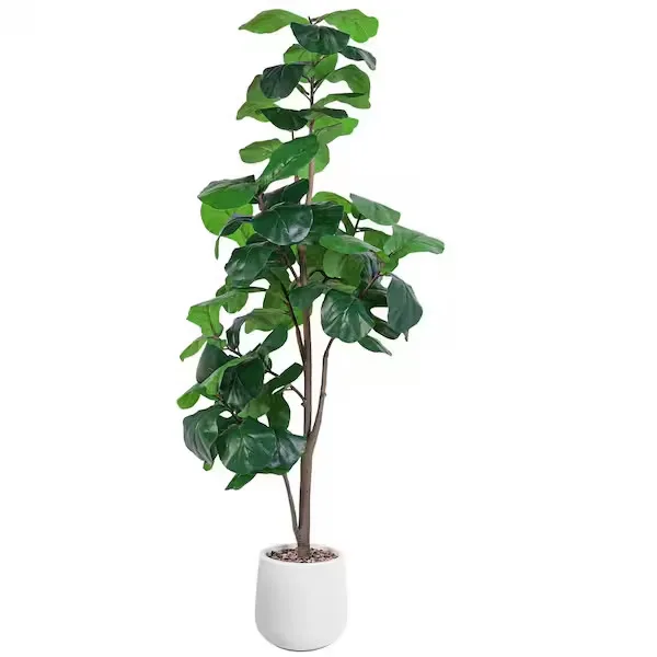 Fiddle Leaf Fig Plant