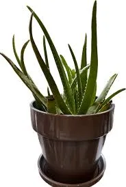 Aloe Vera Brown Ceramic Potted Plant