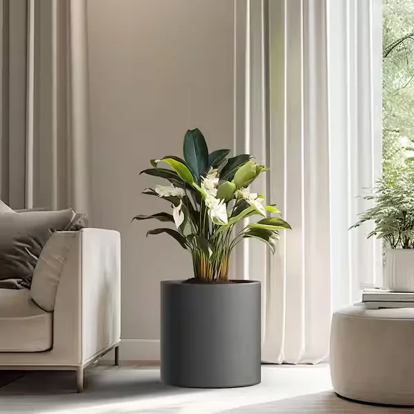 Modern Round Concrete Potted Plant