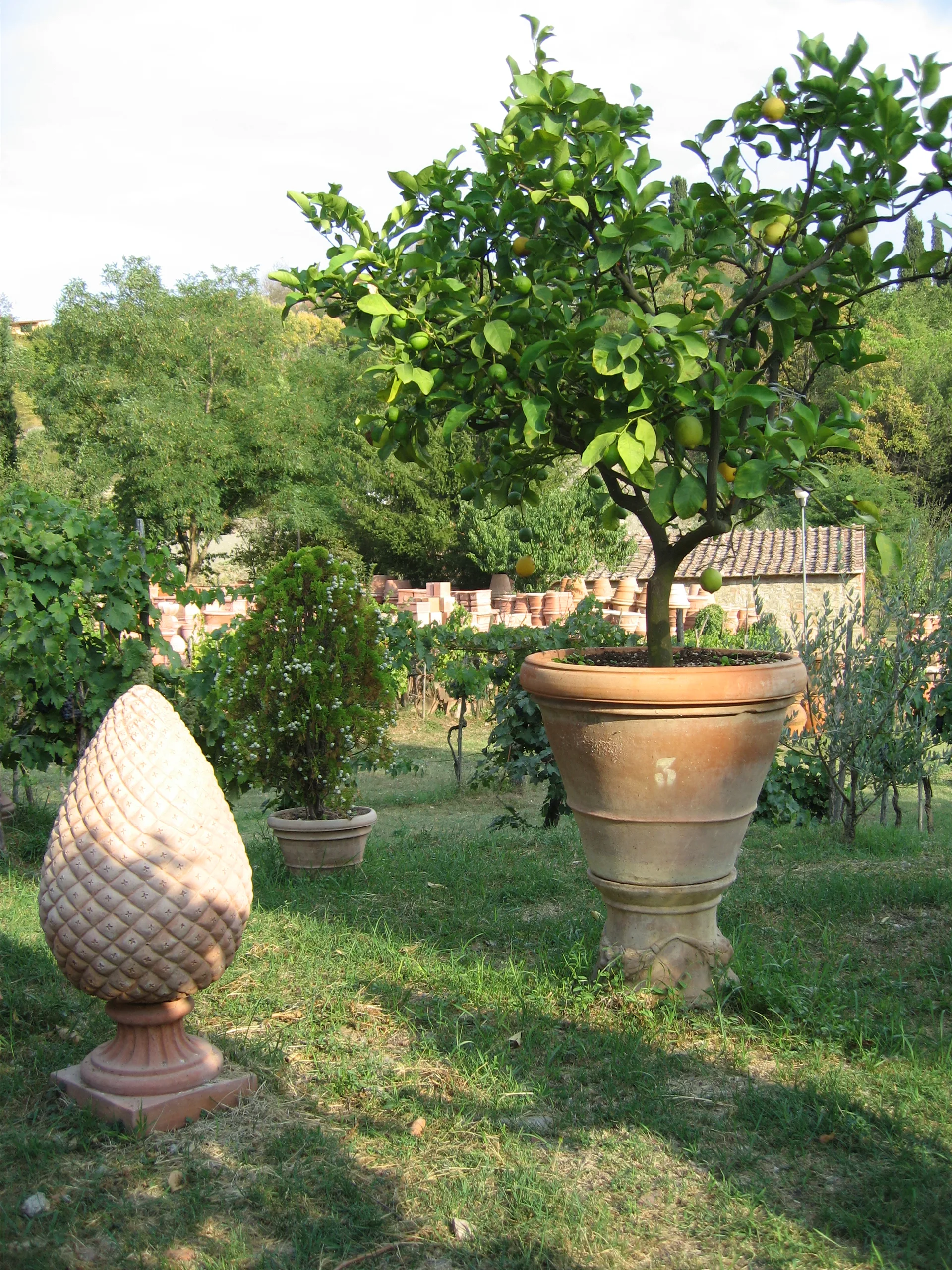 Italian Terra Cotta Pots