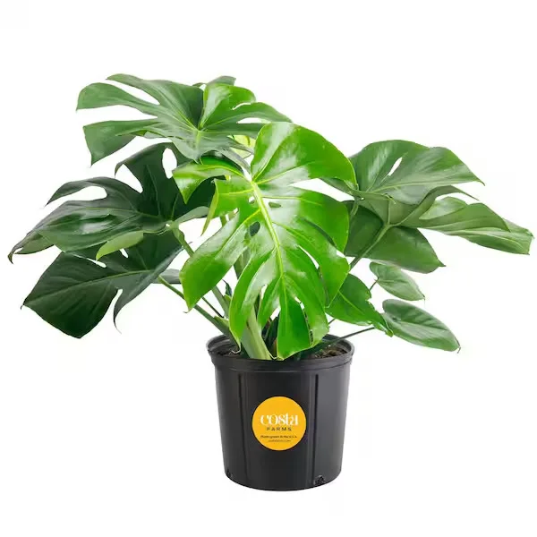 Potted Plant