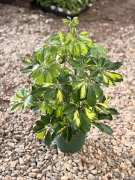 Variegated Schefflera Umbrella Potted Plant