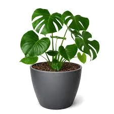 Monstera Potted Plant