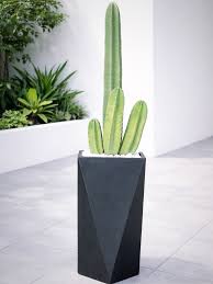 diamond planter Modern Square Potted Cactus