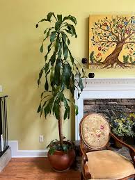 Dracaena Green Potted Plant