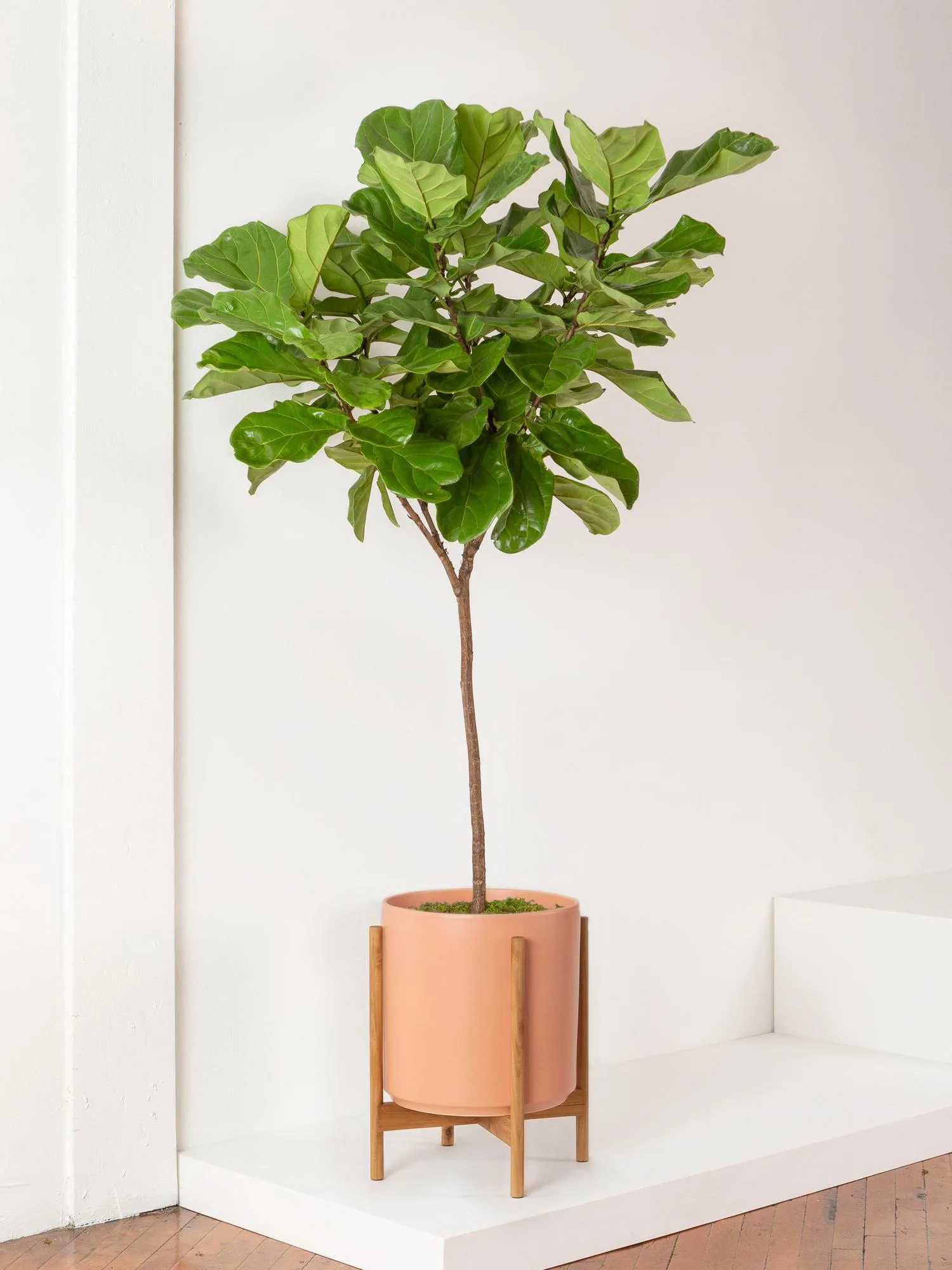 Potted Fiddle Leaf Fig