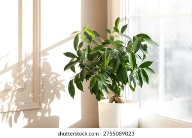 Ribbed Ceramic Potted Plant