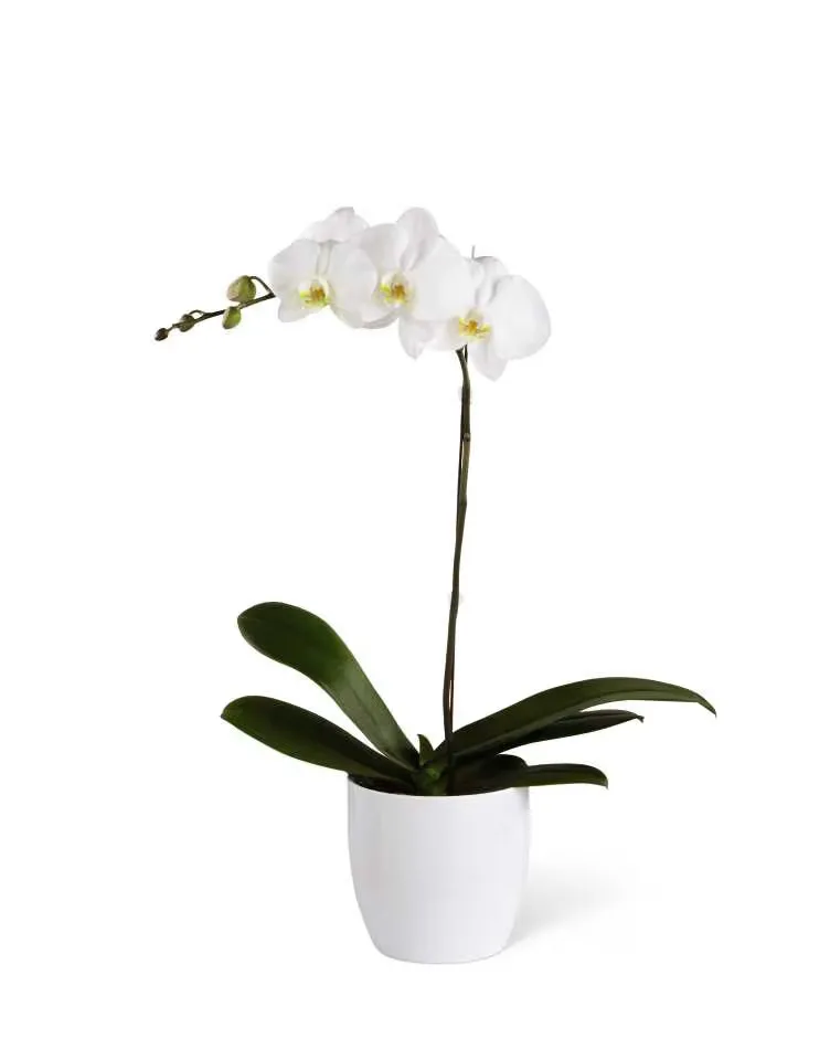 Potted Plant