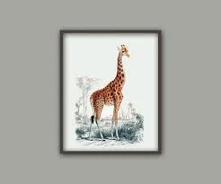 Giraffe Art Print, Antique Safari Animal Illustration
